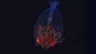 What Is Colossal Squid? Deep-Sea Creature Spotted Alive For The First Time In 100 Years - Watch Video