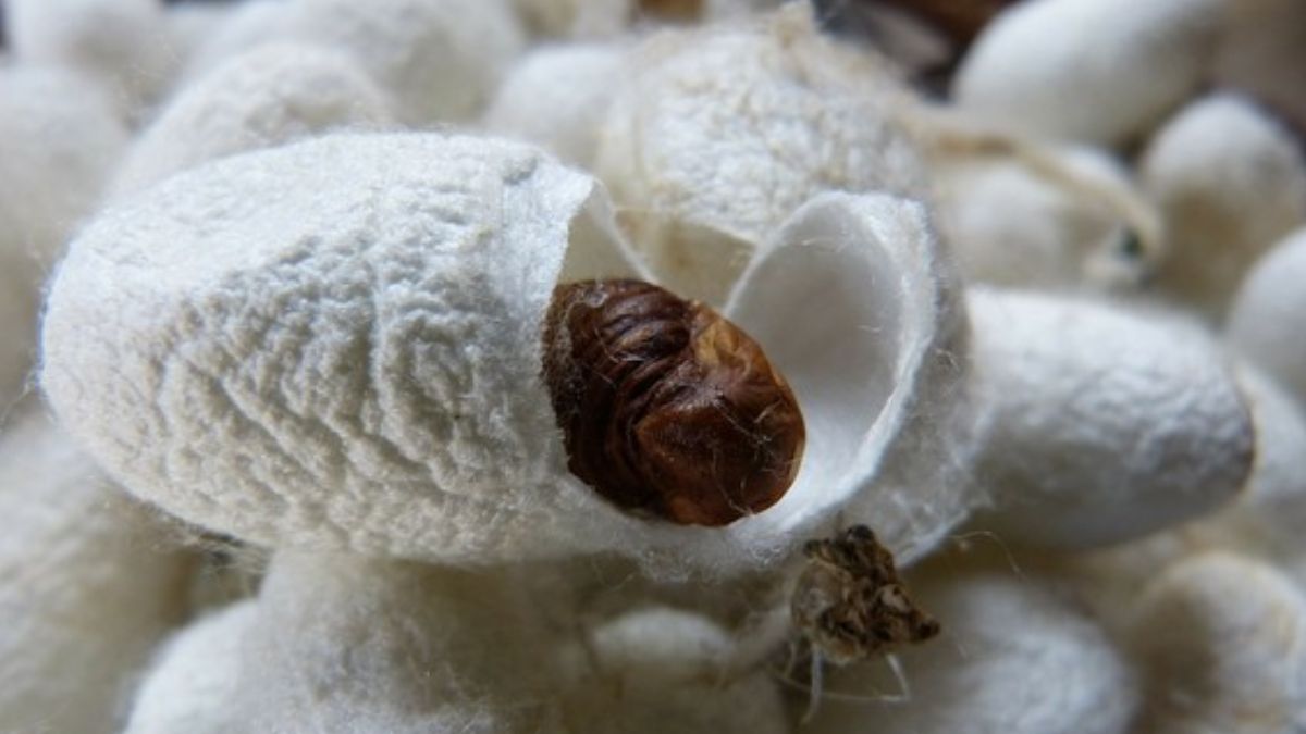 India’s Raw Silk Production Reaches 34,042 MT Till January 2025, Shows Growth