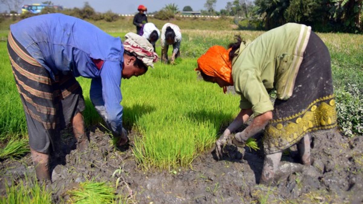 Big Boost For Farmers! Government Hikes MSP For Kharif Crops, Eases Access To Affordable Credit