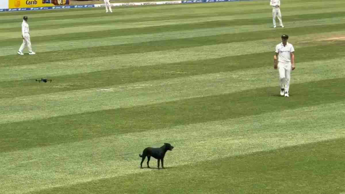 Dog invades pitch