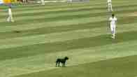 Dog invades pitch