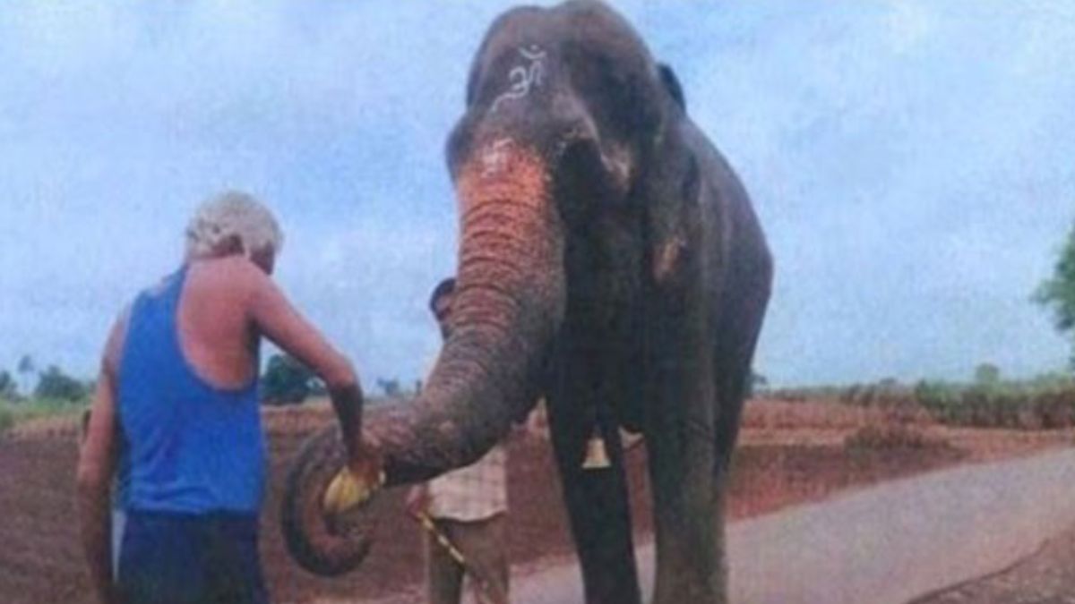 Bombay HC Approves Transfer Of Elephant Mahadevi To Gujarat Sanctuary Backed By Anant Ambani’s Radhe Krishna Trust