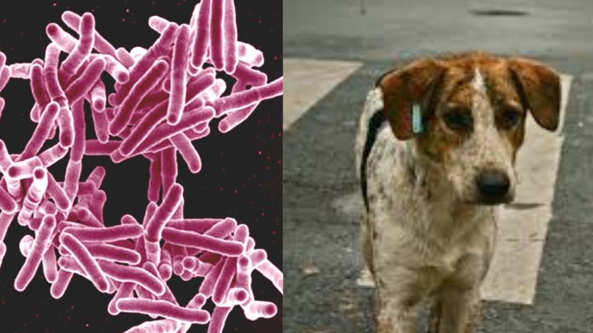 Shocking Health Alert! Parasitic Infection Spread By Stray Dogs? Doctors Sound Alarm- Reports