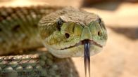 World Snake Day 2025: Date, Significance, And 6 Most Venomous Snakes In The World