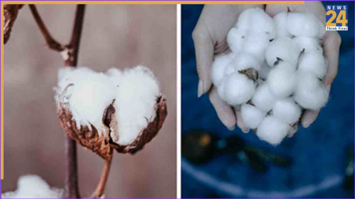 Centre Extends Cotton Import Duty Exemption By 3 Months, Now Valid Till Dec 31