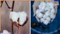 Centre Extends Cotton Import Duty Exemption By 3 Months, Now Valid Till Dec 31