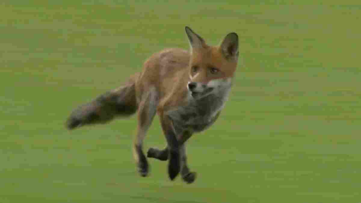 Fox enters the Lord's cricket ground in the opening match of The Hundred