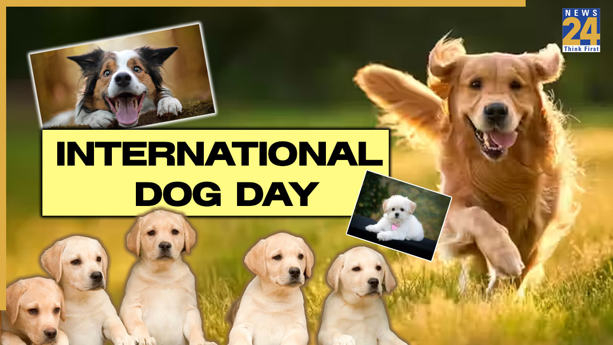 International Dog Day 2025: From Treats To Tributes — Ways To Celebrate Your Furry Friends