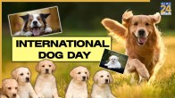 International Dog Day 2025: From Treats To Tributes — Ways To Celebrate Your Furry Friends