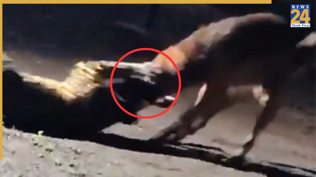 Maharashtra: Stray Dog Takes On Leopard In Nashik, Drags It for 300 Metres; Video Goes Viral Maharashtra: Stray Dog Takes On Leopard In Nashik, Drags It for 300 Metres; Video Goes Viral