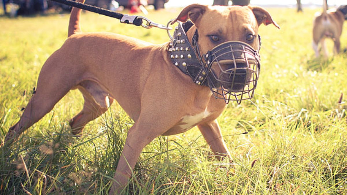 Chennai: 7-Year-Old Girl Mauled By House Owner’s Pit Bull – What Are The Revised Pet Rules?