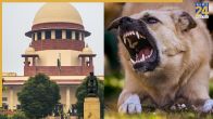 Supreme Court Says ‘No Public Feeding’; Non-Aggressive Dogs To Be Released After Vaccination | Key Points On Capture, Relocation In Delhi-NCR