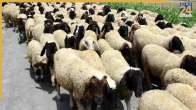 Sheep and Shepherds To Take Over Bengaluru Streets on August 19, March To Vidhana Soudha - Here’s Why