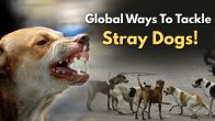 From 100% Sterilisation To CNVR: How UK And ‘Stray Dog-Free’ Netherlands Beat The Menace!