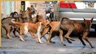 Supreme Court’s Stray Dog Order: Delhi To Roll Out Sterilisation And Vaccination Drive Soon – Here’s The Plan