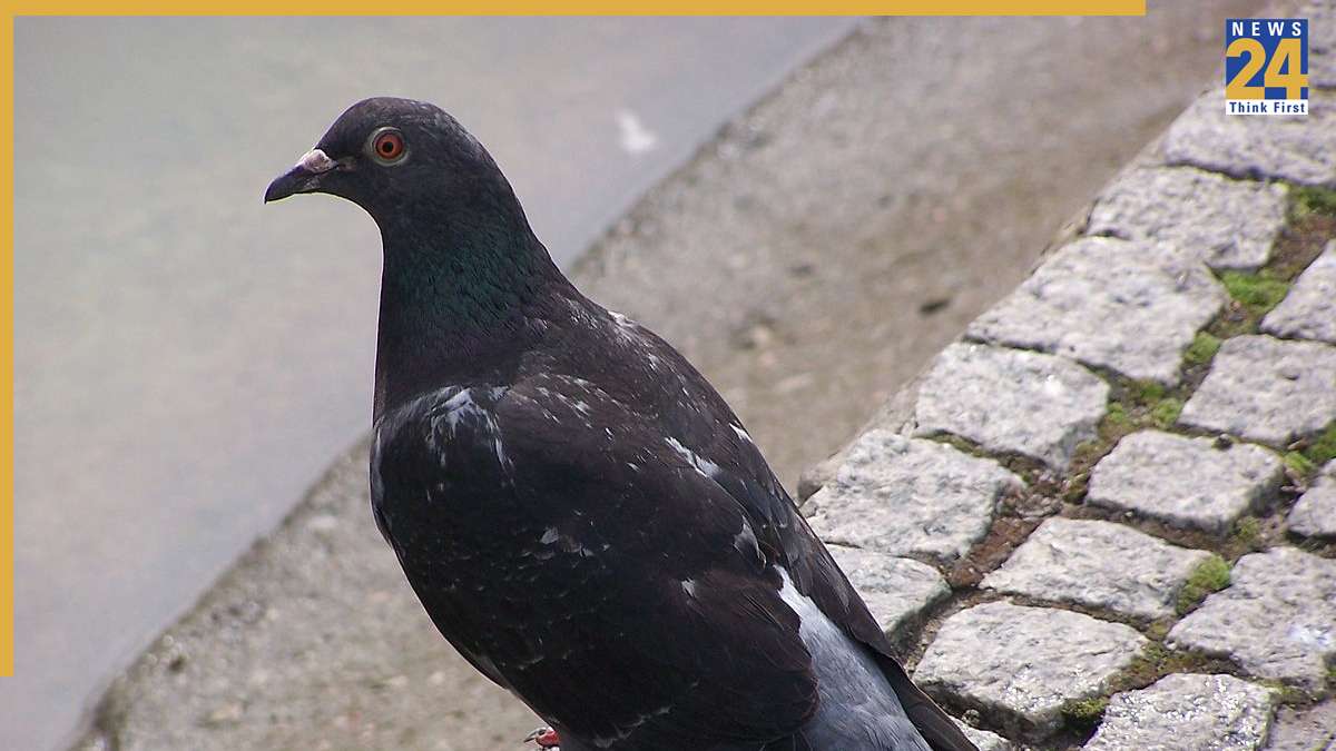 pigeon