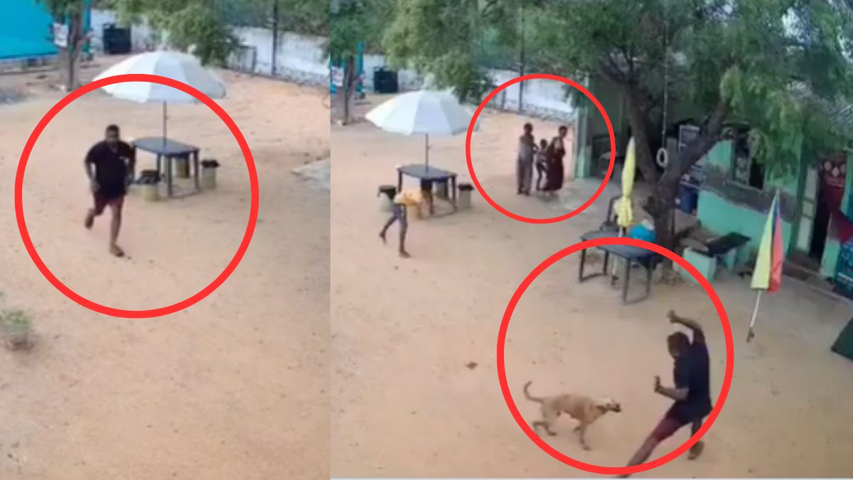 stray-dog Tamil Nadu: Stray Dog Barges Into Home, Attacks 8-Year-Old Boy And Father; Incident Caught On CCTV