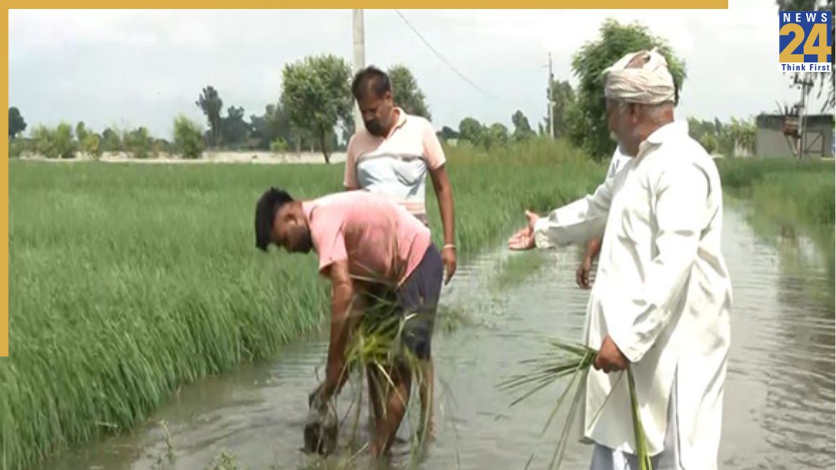 Punjab Farmers Suffer Crop Losses As Satluj Water Enters Fields In Fazilka, Govt Establishes Relief Centres