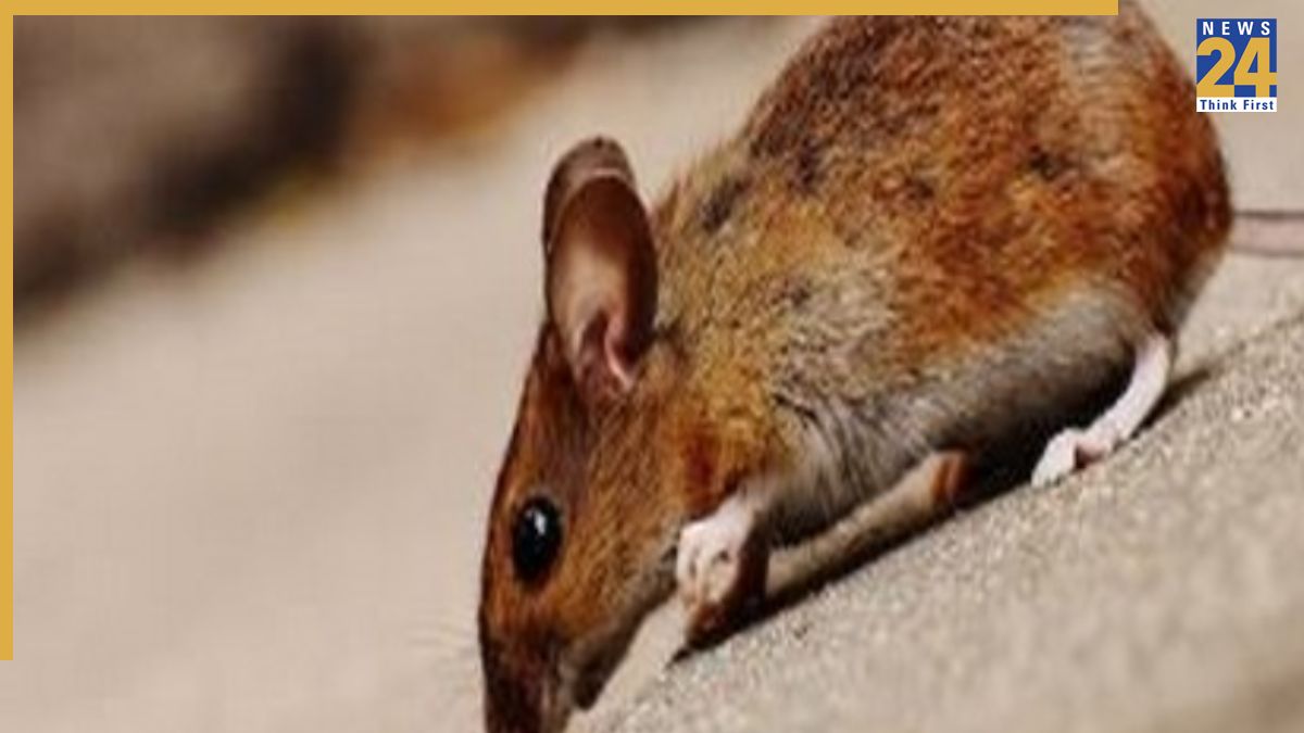 Untitled design - 2025-09-02T224057.183