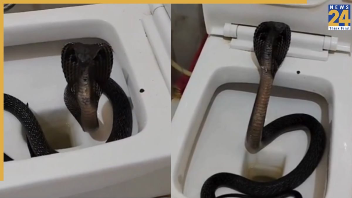 Viral Video Cobra Viral Video Cobra