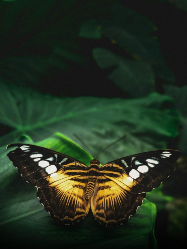 Did You Know? Butterflies Taste With Their Feet – Discover the Fascinating Fact