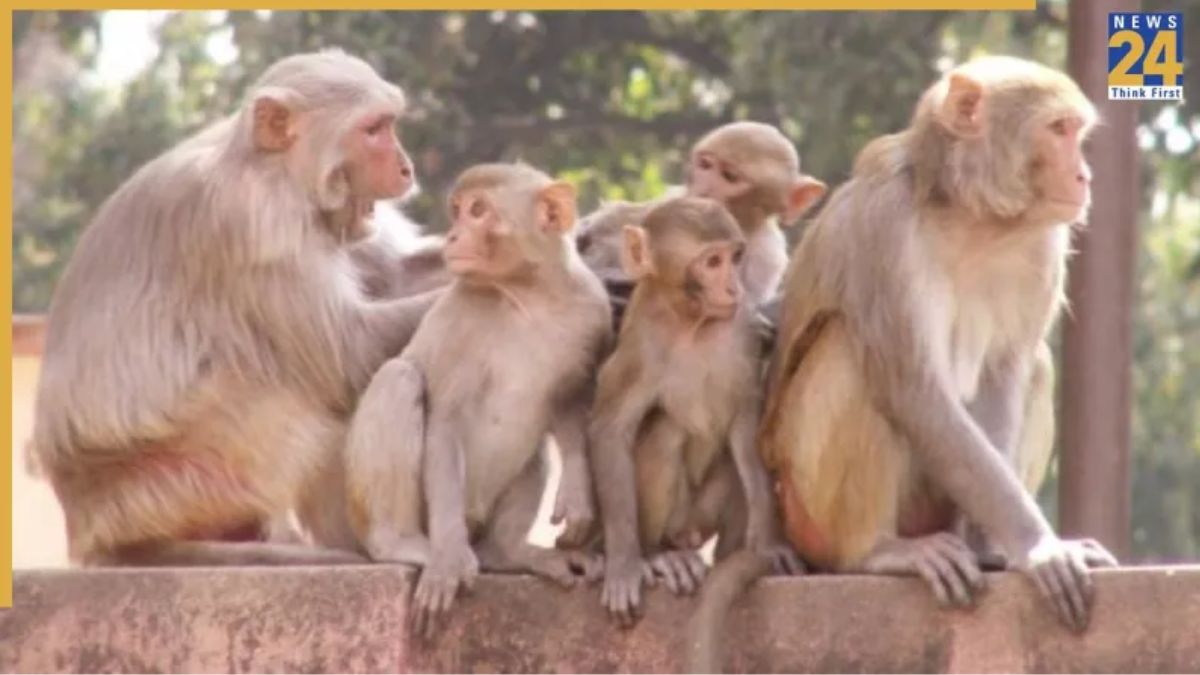 UP Shocker: Family Claims Monkeys Took Away Infant, Found Dead In Water Drum