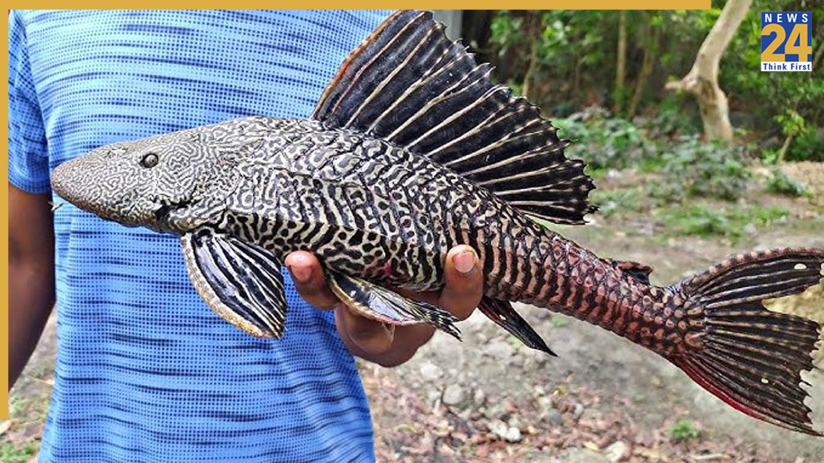 'Helicopter Fish the sudden rise in the number of helicopter fish, which are typically housed in home aquariums, has disturbed the natural aquatic equilibrium - YouTube