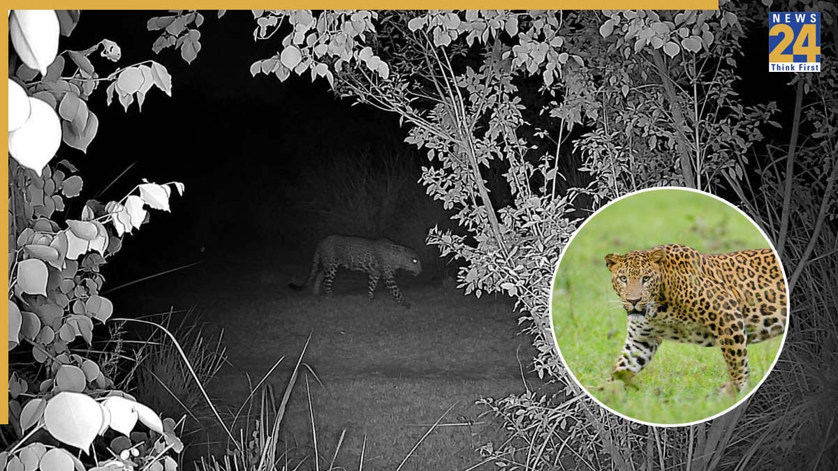 Delhi-NCR News: In the village of Jagatpur, a leopard has once again killed a calf. Villagers informed the forest department about the incident.