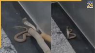 Noida Snake Viral Video