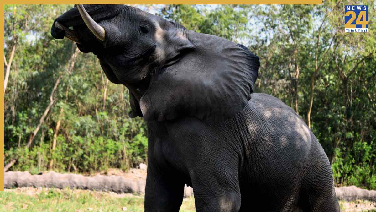 Delhi's First Lone African Elephant Shankar