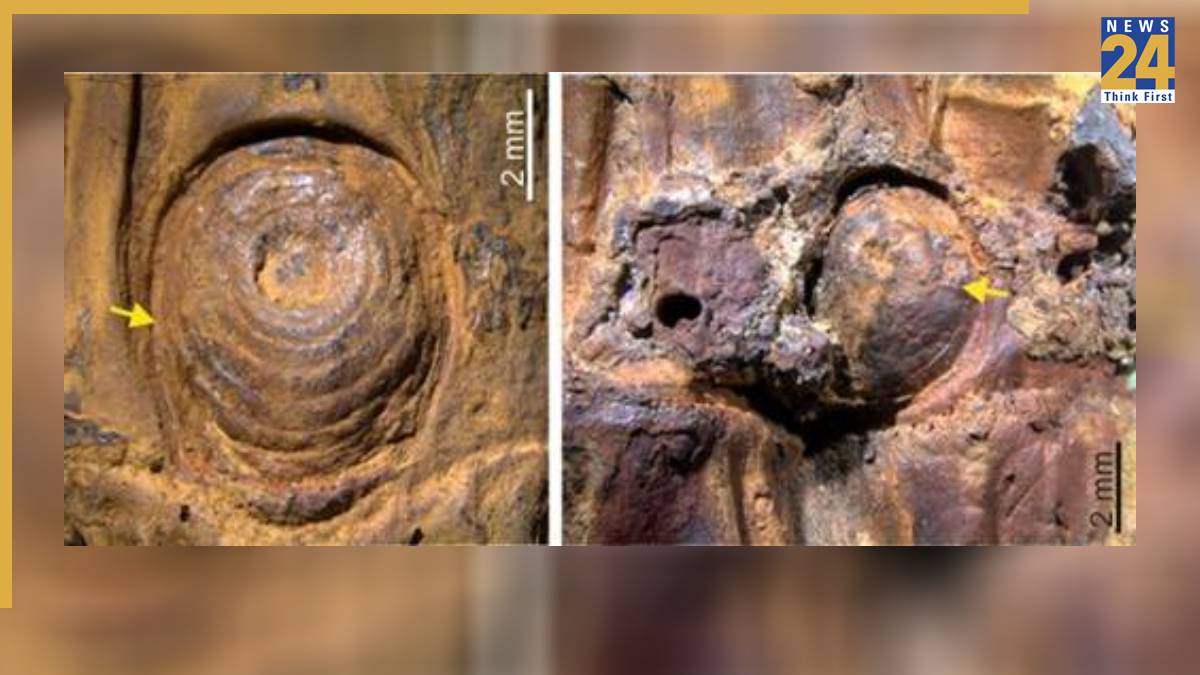 Bamboo fossil Bamboo fossil