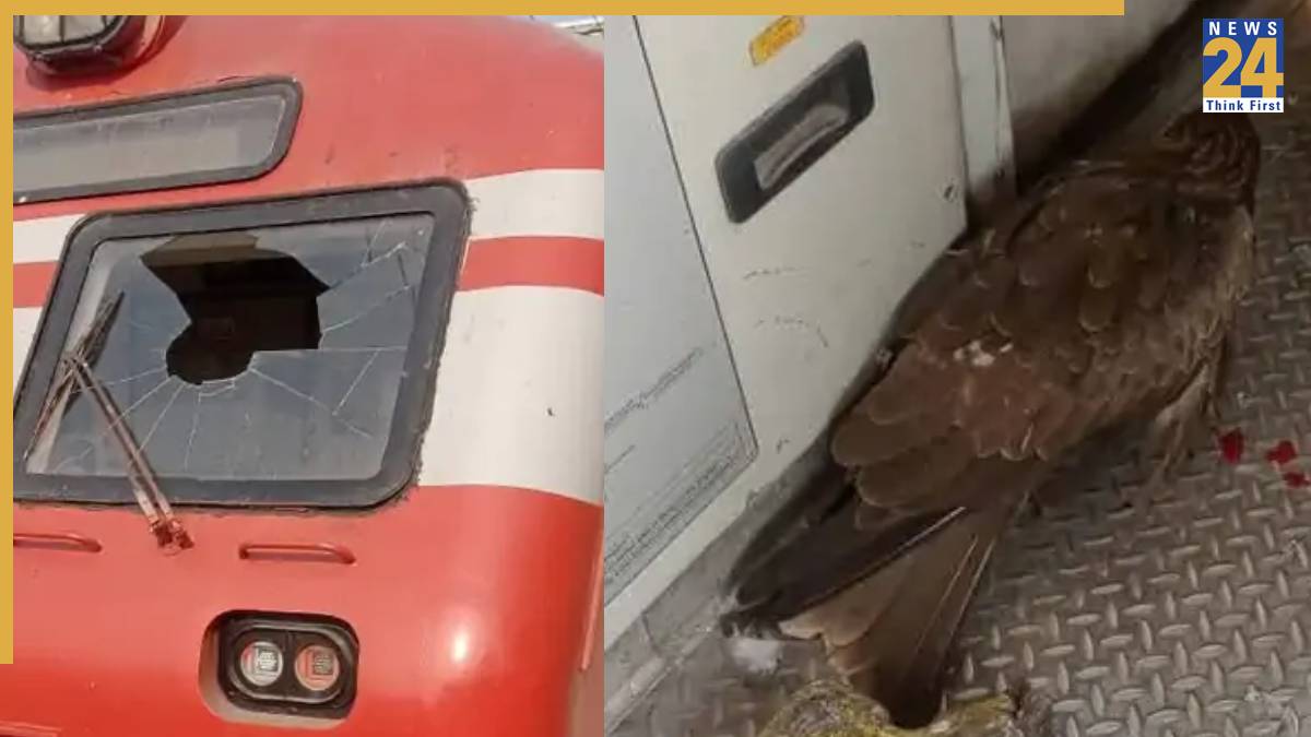 eagles crashes into train window