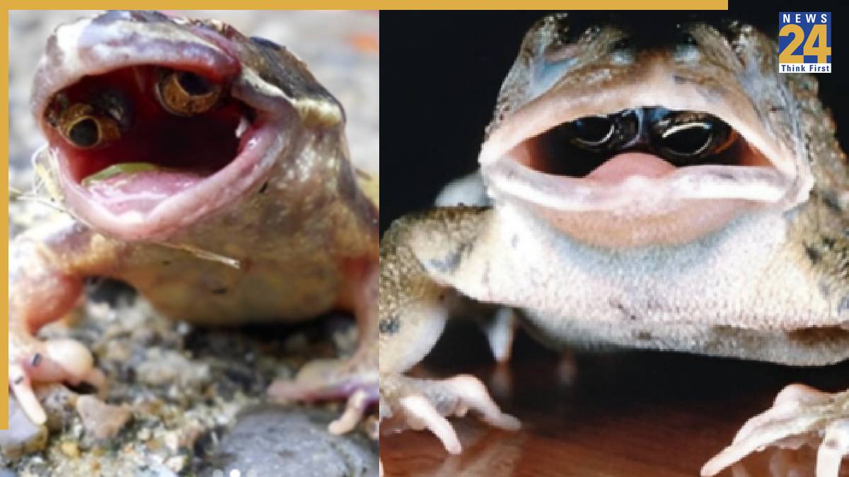 frog with eyes in mouth frog with eyes in mouth