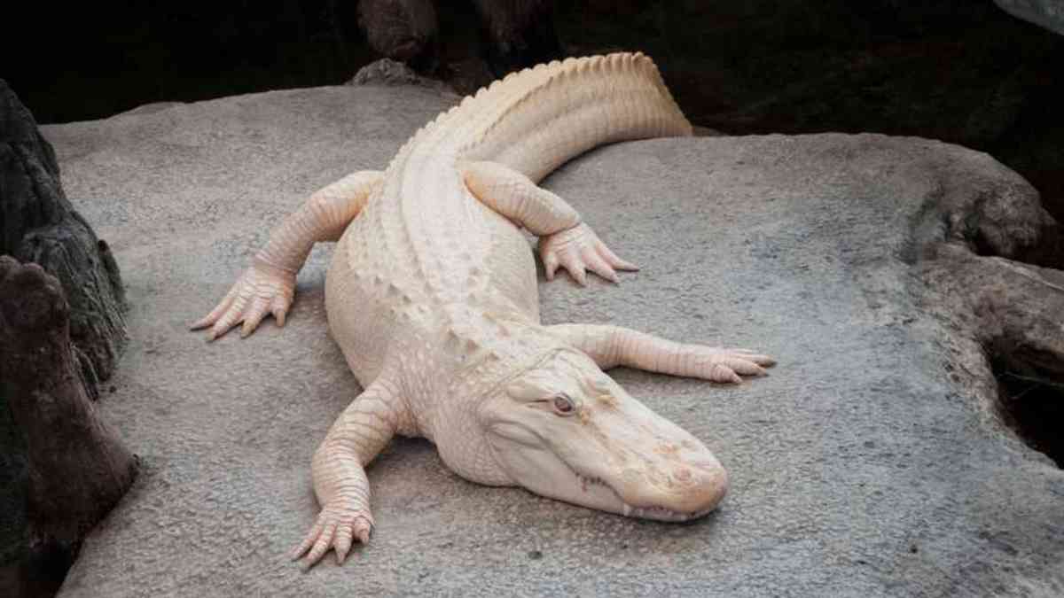 San Francisco’s beloved Albino Alligator dies at 30 – Here’s what happened and why Claude was so famous