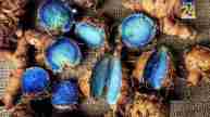 Blue Turmeric
