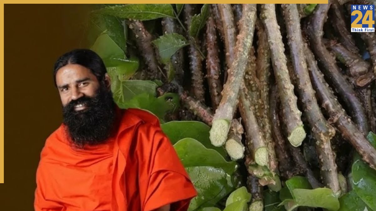 What is Giloy good for? Baba Ramdev shares its benefits for fever, diabetes and arthritis