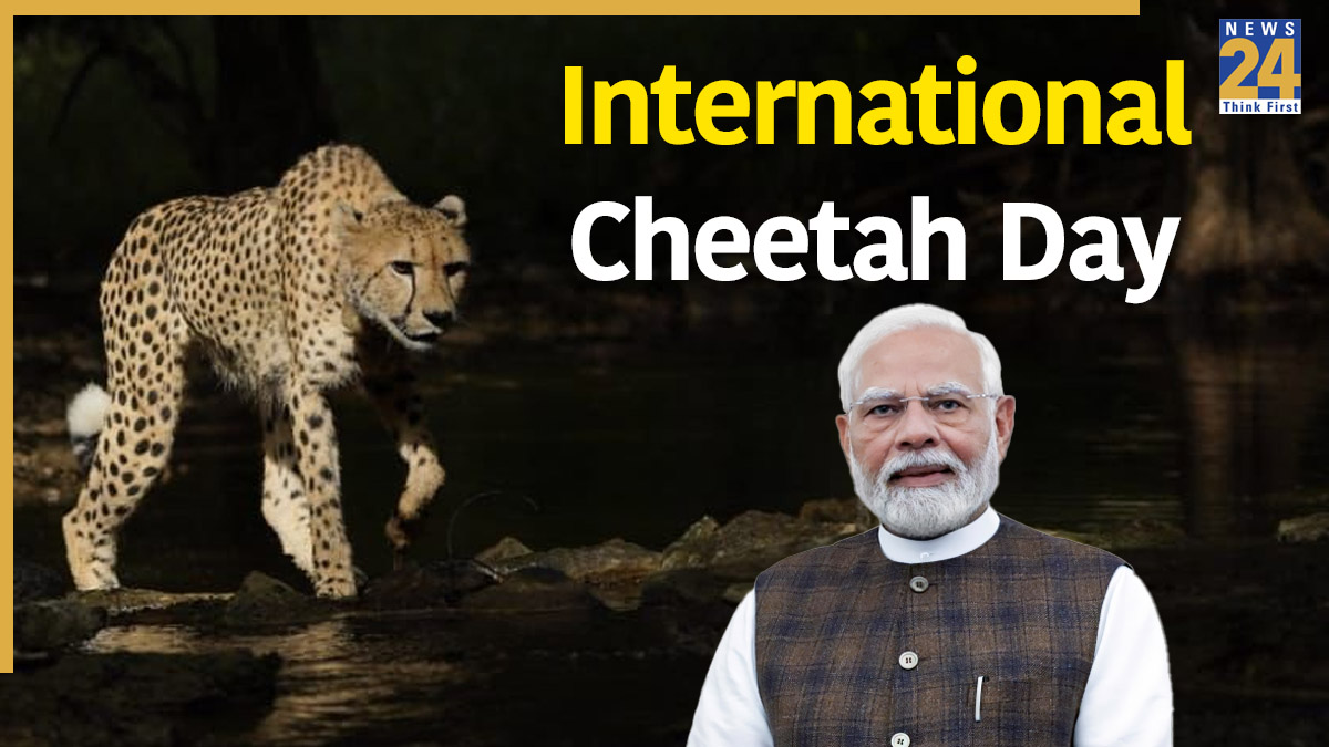 International Cheetah Day: PM Modi invites wildlife lovers to experience India’s project Cheetah – See Stunning Pics
