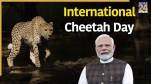 International Cheetah Day