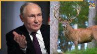 Putin's 'blood bath' secret: Is deer blood Russian president's hidden fuel behind fitness? Details inside