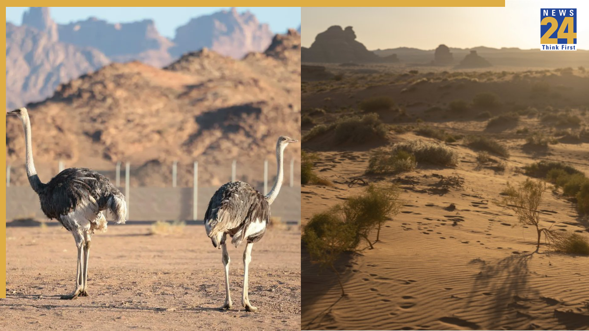 Once extinct, THIS bird makes historic comeback after 100 years in Saudi Arabia desert, know why red-necked ostrich is special